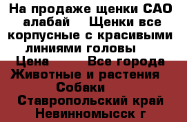 На продаже щенки САО (алабай ). Щенки все корпусные с красивыми линиями головы . › Цена ­ 30 - Все города Животные и растения » Собаки   . Ставропольский край,Невинномысск г.